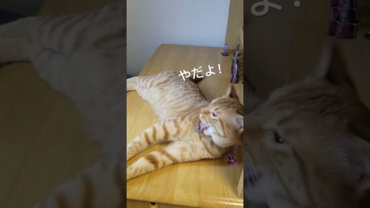 机の上のチャトラン！#cat #funnycats #shortvideo #猫おもしろ動画集 #ねこのいる生活