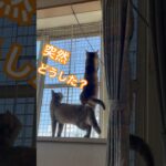 突然の…#ペット #cat #かわいい #可愛い #ねこ #猫のいる暮らし #保護猫 #猫#癒し#ハプニング#vlog