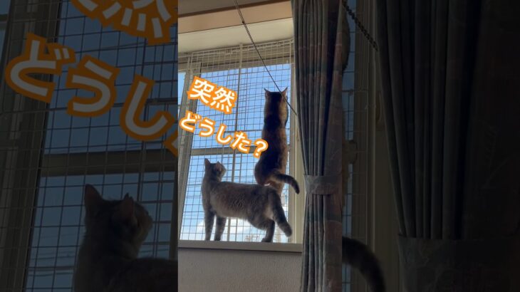 突然の…#ペット #cat #かわいい #可愛い #ねこ #猫のいる暮らし #保護猫 #猫#癒し#ハプニング#vlog