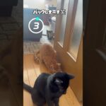 ハプニング映像（お尻が！） #shorts #猫