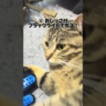 誰かに話したくなる猫ちゃんの雑学 #shorts #保護猫 #雑学 #猫のいる暮らし #猫のいる暮らし #cat #猫好きさんと繋がりたい