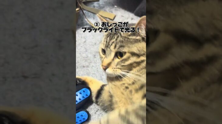 誰かに話したくなる猫ちゃんの雑学 #shorts #保護猫 #雑学 #猫のいる暮らし #猫のいる暮らし #cat #猫好きさんと繋がりたい