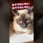 おててないないのうた（ハプニングあり） #shorts #猫 #cat