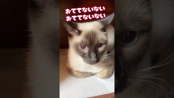 おててないないのうた（ハプニングあり） #shorts #猫 #cat