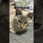 ねこの豆知識！みんなはいくつ知ってた？#shorts  #cat #cute