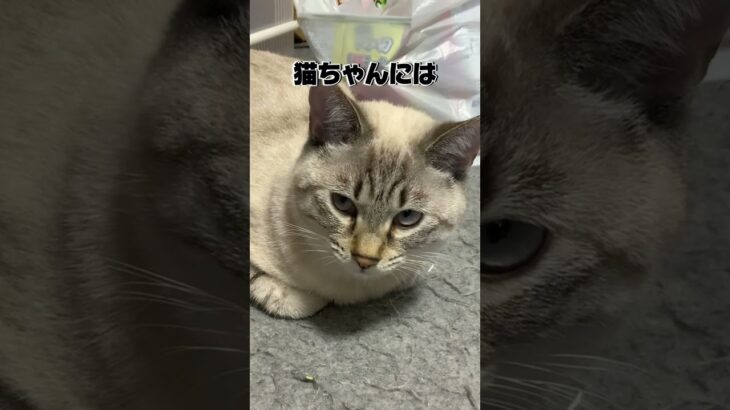 ねこの豆知識！みんなはいくつ知ってた？#shorts  #cat #cute