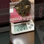 本日子猫を保護しました　#shorts #保護猫 #子猫 #cat #kitten