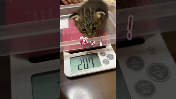 本日子猫を保護しました　#shorts #保護猫 #子猫 #cat #kitten