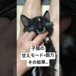 子猫が甘えモード最高レベルになるとこうなります🐾 #shorts #子猫 #保護猫 #cat #kitten