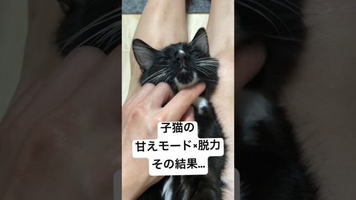 子猫が甘えモード最高レベルになるとこうなります🐾 #shorts #子猫 #保護猫 #cat #kitten