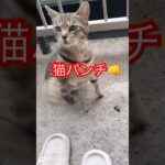 得意技の猫パンチ👊#short#shorts#japan#ねこ#cat#cats#猫#猫動画#かわいい#野良猫#猫パンチ#おもしろ