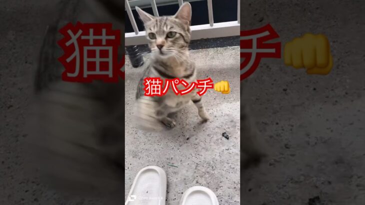 得意技の猫パンチ👊#short#shorts#japan#ねこ#cat#cats#猫#猫動画#かわいい#野良猫#猫パンチ#おもしろ