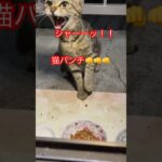 猫パンチとシャーーッ#short#shorts#japan#cat#cats#zoo#ねこ#猫#猫動画#おもしろ#癒し#ネコ#かわいい #shortshorts