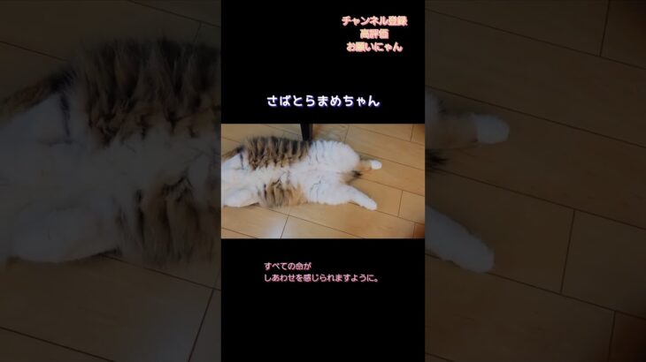 さばとらまめちゃんshorts#shrts#ショート#cat #保護猫#cat#猫のいる暮らし#まめちゃん#うめちゃん