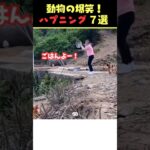 tiktokで7.2億回バズった動物ハプニング動画7選！7 Animal Happenings Videos That Got 720 Million Buzz on tiktok!#犬#猫#動物