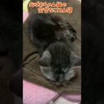 【本日のチャッピー】#ごめん寝#猫#保護猫#おばあちゃん猫#癒し