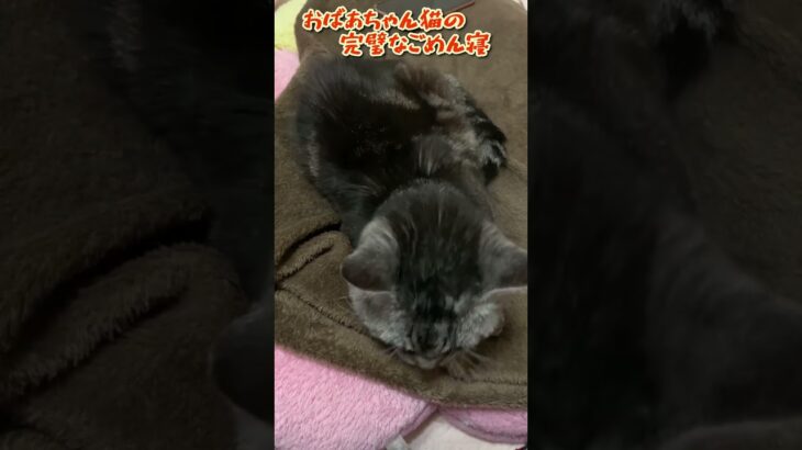 【本日のチャッピー】#ごめん寝#猫#保護猫#おばあちゃん猫#癒し