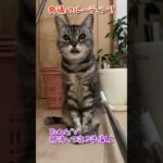 【本日のチャッピー】#おばあちゃん猫#食後のルーティン#猫#保護猫#癒し