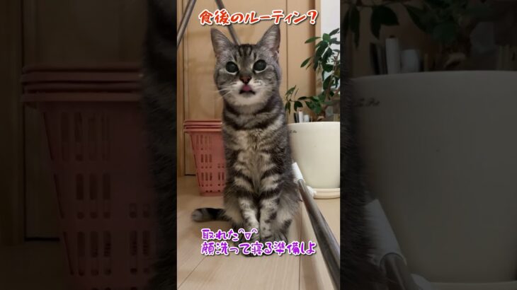 【本日のチャッピー】#おばあちゃん猫#食後のルーティン#猫#保護猫#癒し