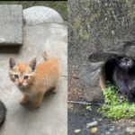 【ハプニング】天井裏で育った子猫達…今度は排水溝に落ちてご近所さんと救出