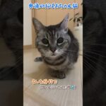 【本日のチャッピー】#食後#まったり#無視#猫#保護猫#おばあちゃん猫#癒し