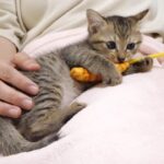 子猫のたかしと、ゆたかの仲良しライブ【赤ちゃん猫　保護猫】