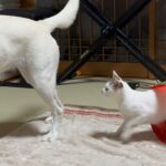 犬と遊びたい子猫がちょっかい出す姿が可愛すぎる