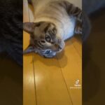 かわ猫 #ねこ #かわいい猫 #いやしねこ #おもしろ猫 #ねこのいる生活 #ねこ動画 #ねこ部 #ねこのいる暮らし #ねこすたぐらむ #ねこ好き #ねこのきもち