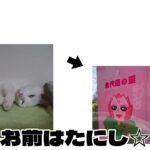 おもしろ#おもしろ#猫#ネコ#ネタ#ばずれ