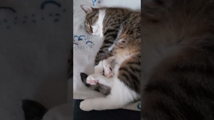 猫太郎はそっと夢を見る #猫 #かわいい猫 #猫