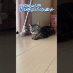 【本日のチャッピー】#夏#涼を求めて#床#猫#保護猫#おばあちゃん猫#癒し