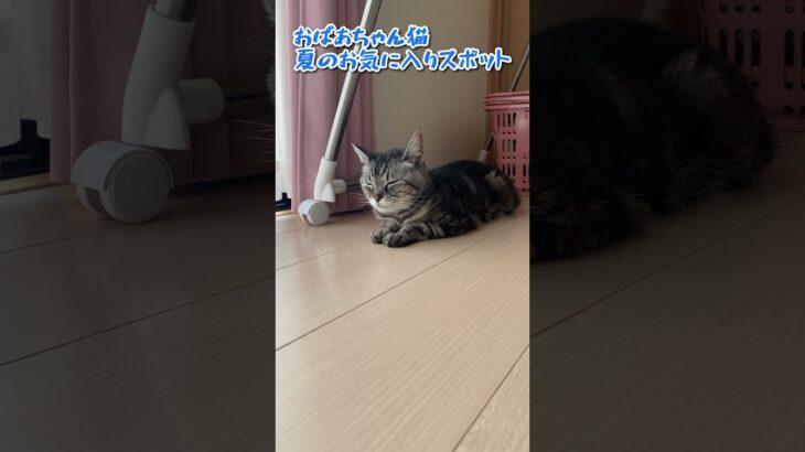 【本日のチャッピー】#夏#涼を求めて#床#猫#保護猫#おばあちゃん猫#癒し