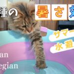 猫７匹のサマーカット＆水遊び⛲【サイベリアン・ノルウェージャン・多頭飼い】