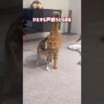 子猫にストーカーされて戸惑う超甘えん坊の猫【とらまる】