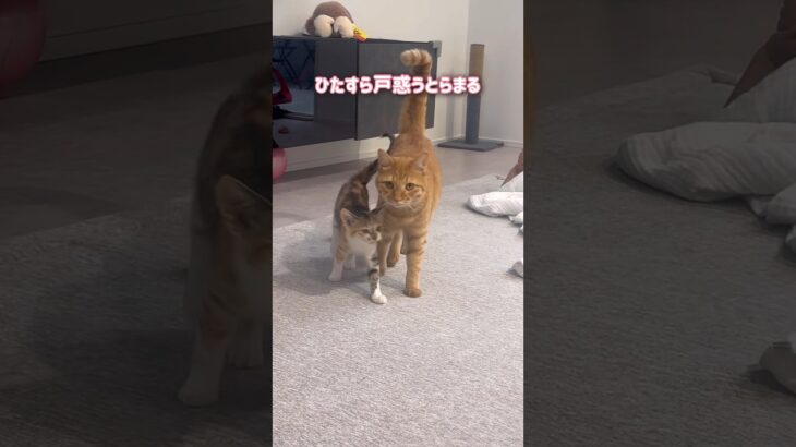 子猫にストーカーされて戸惑う超甘えん坊の猫【とらまる】