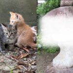 【ハプニング】天井に住み着いた子猫達…秘密の隠れ家を発見しました…!