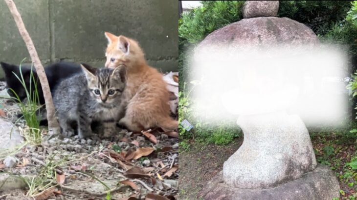 【ハプニング】天井に住み着いた子猫達…秘密の隠れ家を発見しました…!