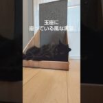 玉座に座っている風な黒猫#かわいい猫 #猫動画 #甘えん坊猫 #もふもふ