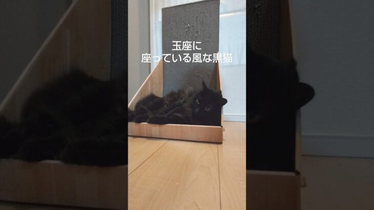 玉座に座っている風な黒猫#かわいい猫 #猫動画 #甘えん坊猫 #もふもふ