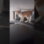 シャーシャーだった子猫が自分の名前を覚えたらこうなりました【とらまる】