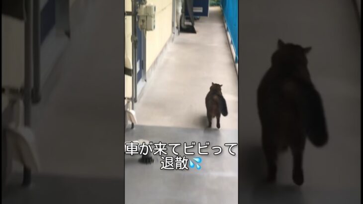 【猫動画】ダッシュで逃げ帰る後ろ姿が可愛い🐈