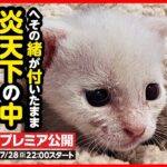 【子猫 保護】炎天下に捨てられた乳飲み子たち…ひとりになった「ねねちゃん」【後編】