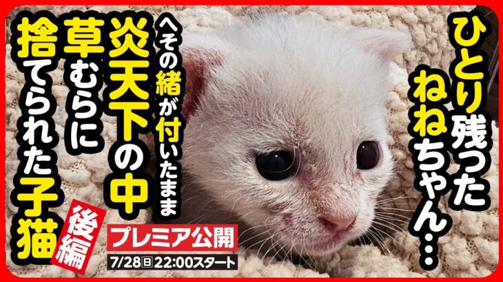 【子猫 保護】炎天下に捨てられた乳飲み子たち…ひとりになった「ねねちゃん」【後編】