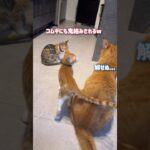 子猫に甘えられすぎてヤギになった超甘えん坊の猫【とらまる】