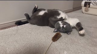 猫じゃらしにはじゃらされない虚無猫