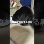 夜食を堪能する黒猫#かわいい猫 #猫のいる暮らし #猫動画 #保護猫