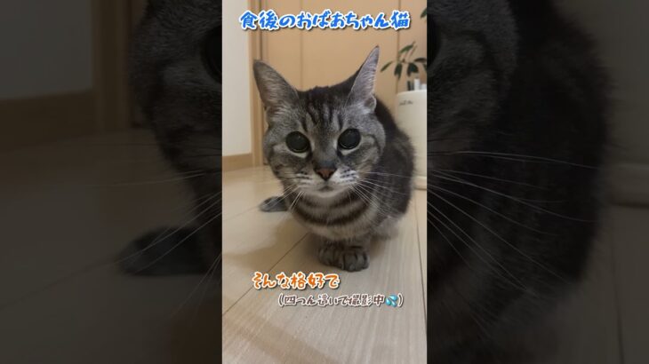 【本日のチャッピー】#食後#まったり#無視#猫#保護猫#おばあちゃん猫#癒し