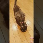 エサを食べる猫 #かわいい猫 #猫のいる暮らし