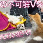 激突！フェネック子猫vs踊る宝石じいちゃん珍獣