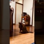 猫14歳の華麗なるジャンプ #ネコリンピック #cat #猫かわいい #跳躍 #猫ジャンプ #猫好き #jump